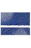 3d emboss e cut folder Starry Night
